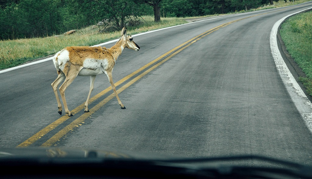 Motoristas têm direito à indenização em casos de choque com animal em rodovias